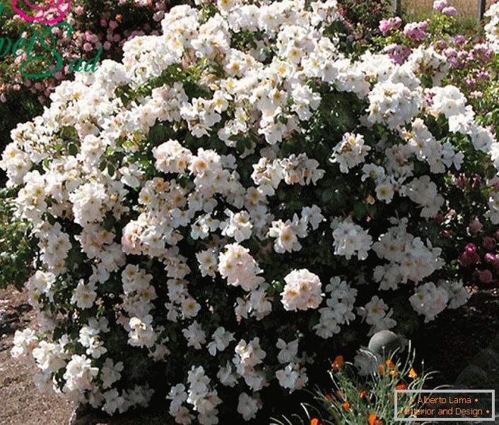 Dišeči grm bele vrtnice je nekakšen Sally Holmes.