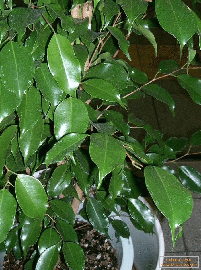 Ficus Benjamin. Trikotna rastlina, iz katere ljubitelji skrbno oblikujejo bonsaj (umetnost rastočih dreves za dekorativne namene).