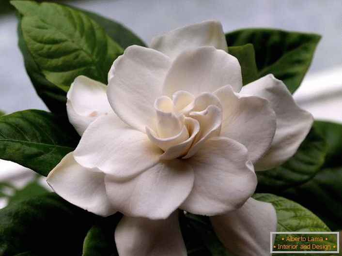 Žametni cvetovi gardenija jasmina imajo bogato, mamljivo aromo. Na priljubljenem letovišču otok Bali, ta rastlina pogosto najdemo ob obali in na pobočjih gore.