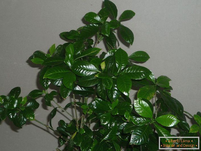 Sijajni listi gardenije so gosti z dotikom voska. Razporeditev listov je nasprotna, včasih v vrtincih do 3.