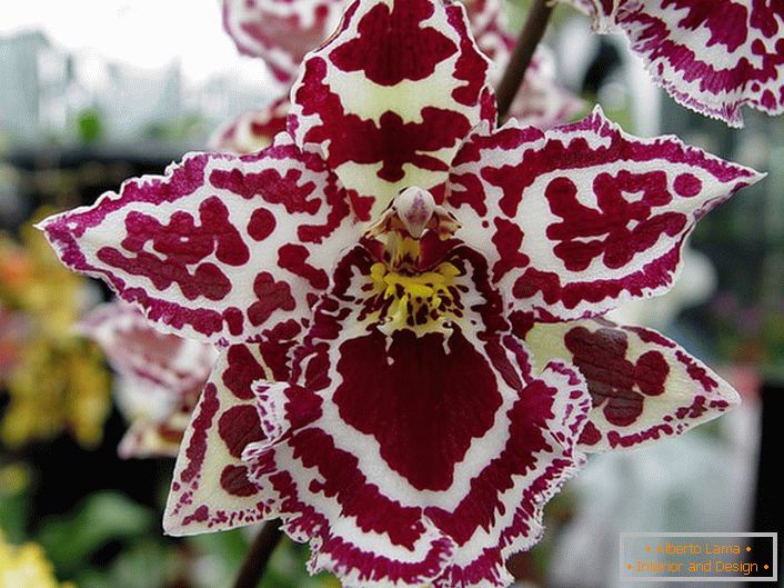 Okrasna orhideja