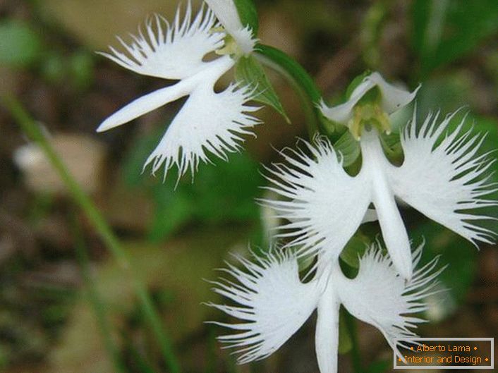 Presenetljivo nenavaden cvet, ki spominja na belo štorklje. Orhideja je japonska.