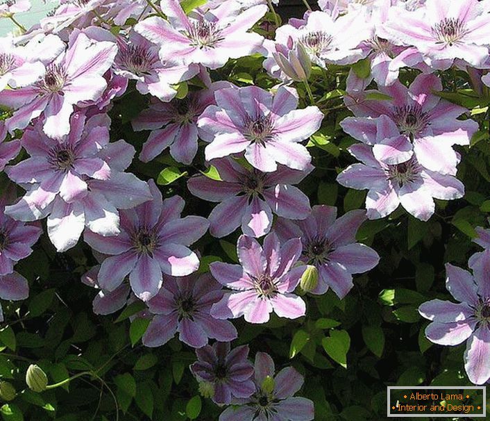 Bela-roza cvetovi podnebja v sončnih žarkih. Neverjetna lepota bo dekoracija vsakega okuženca.