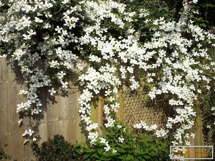 Cvetovi Clematis so beli na vrtni ograji.