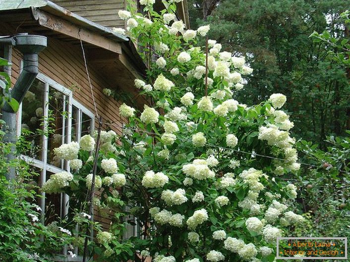 Velik grm belih hortenzij na ozadju hiše.