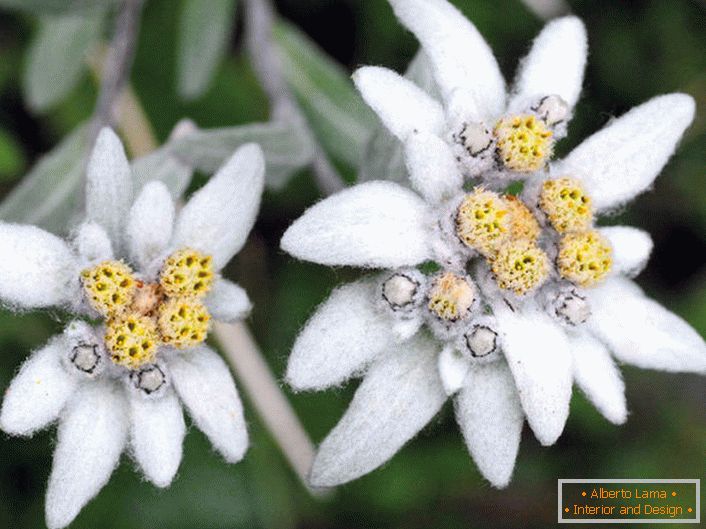 Razvrsti Edelweiss.