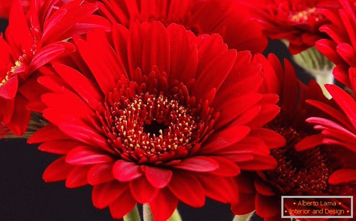 Svetlo rdeče gerbera rože