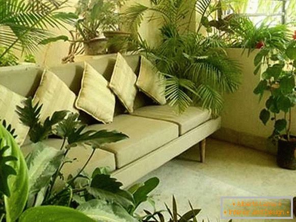 houseplants, foto 64