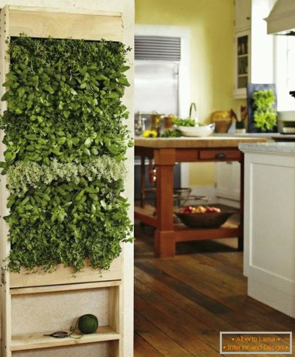 Zelene rastline v kuhinji