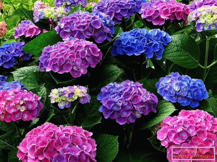 Večbarvna socvetja hortenzij. Modra, roza, vijolična cvetja harmonično prepletata med seboj.