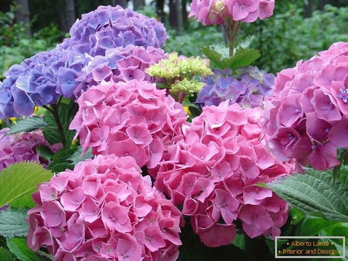 Bledo rožnate in bledo vijolične socvetje so priljubljene med sodobnimi vrtnarji.