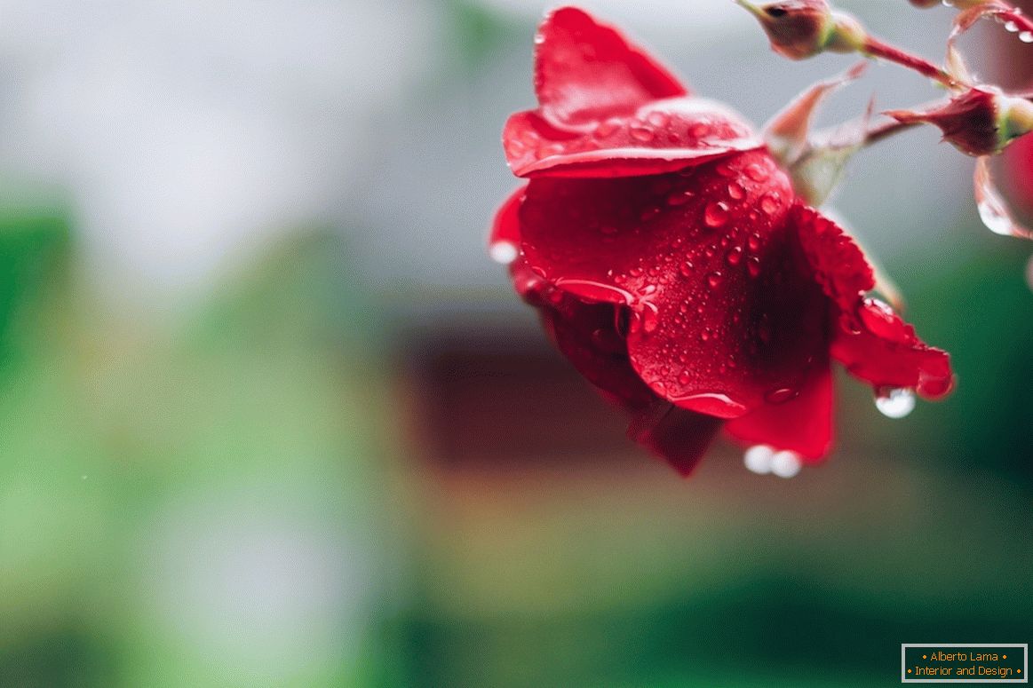 Rose po dežju