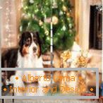 Pes na božični drevesi na zavesu