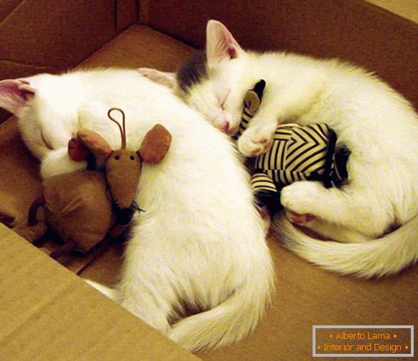 Dva spatna mačka v objemu z igračami