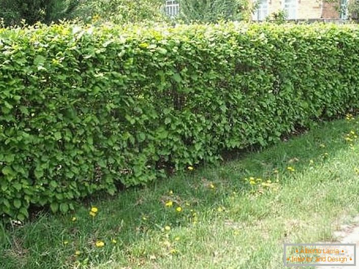 Da bi ustvarili naravno živo mejo, se uporabljajo spiralni grmovje (tavolga), kurilov čaj (cattail), barberry in pogreb.