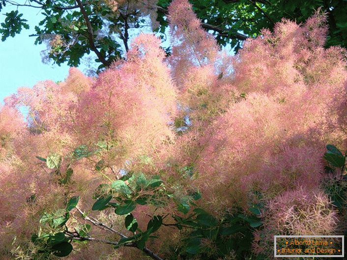 Neverjetno nežen rožnati papriški les (scammia) je primeren za žive meje.