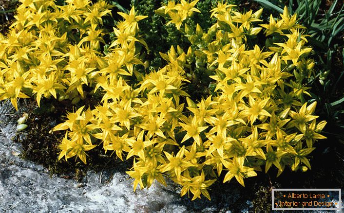 Svetlo rumene socvetje ene od vrst družine okrasnih grmovnic so akrilni scoria.