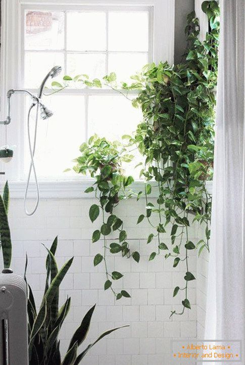 Rastline v zasnovi kopalnice