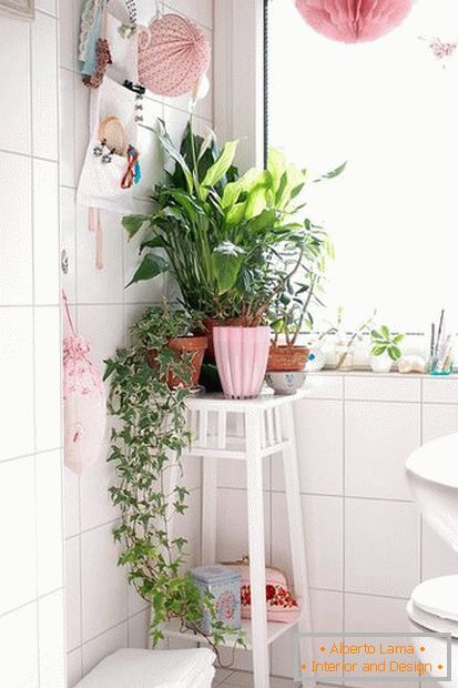 Rastline v kotu kopalnice