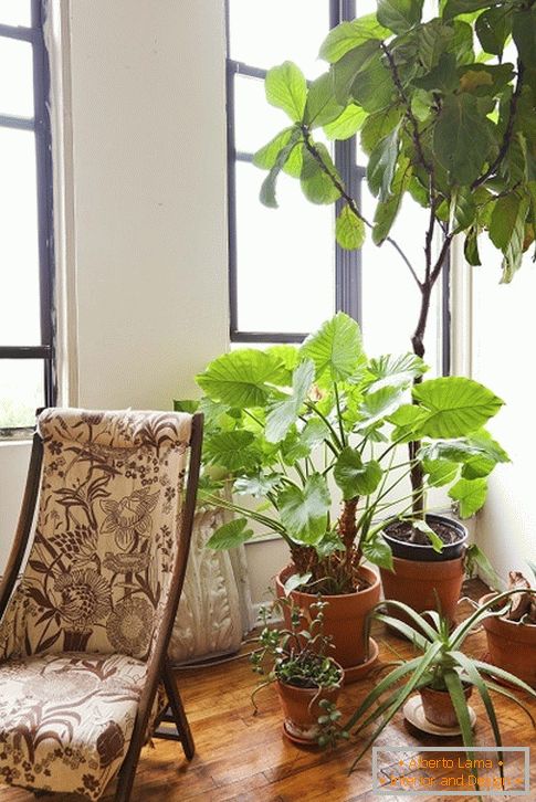 Notranji растения за креслом