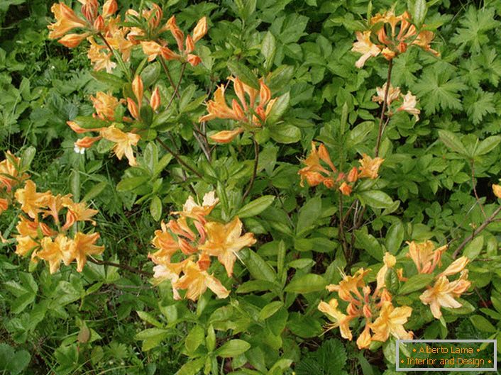 Grm Rhododendron