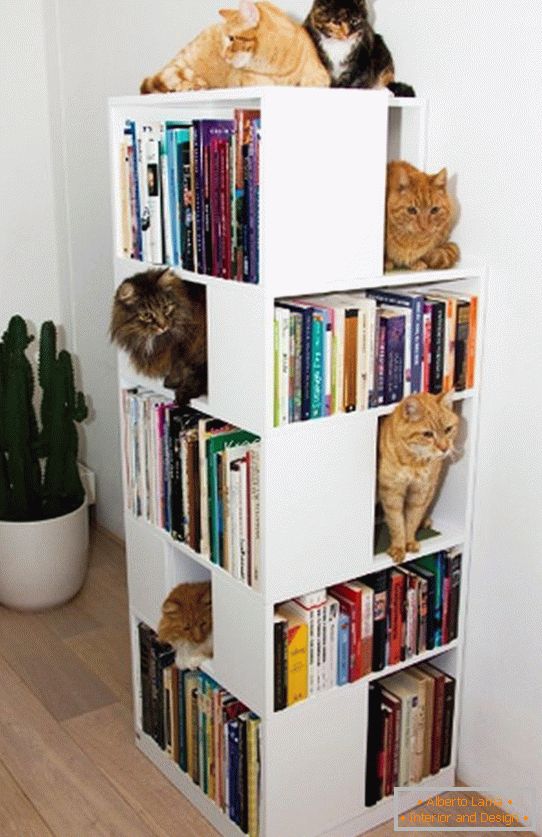 Police za mačke в книжном стеллаже