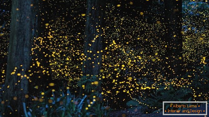 Neverjetne zlate svetilke japonskega fotografa Yuki Karo