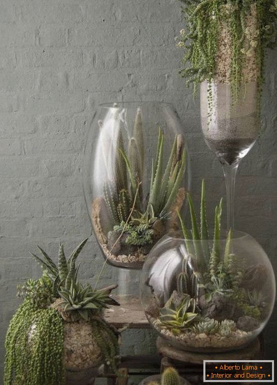 Rastline v velikih steklenih vazah