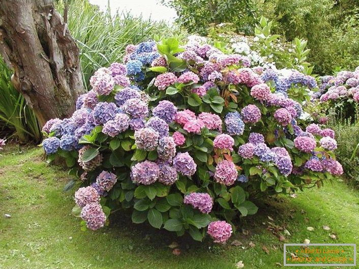 Okrogle grmičevje vrtne hortenzije