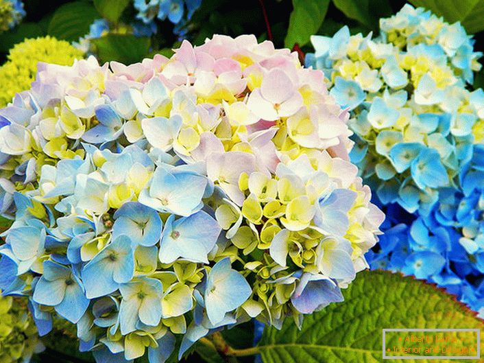 Raznobarvne cvetove hortenze