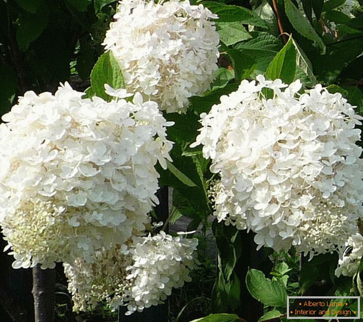 Snežno bela cvetova hortenze