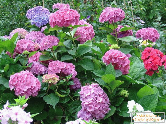 Hortenzije vrta s čepki klasične oblike. Primer dobro urejene rože.