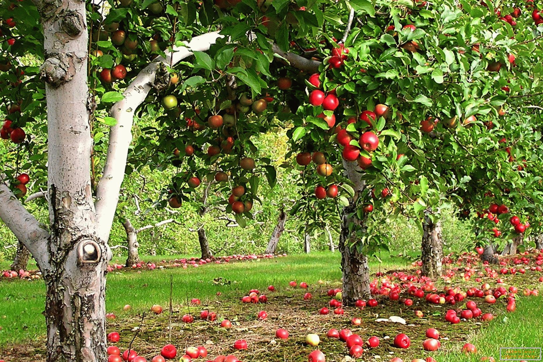 Jabolčni vrt v državi