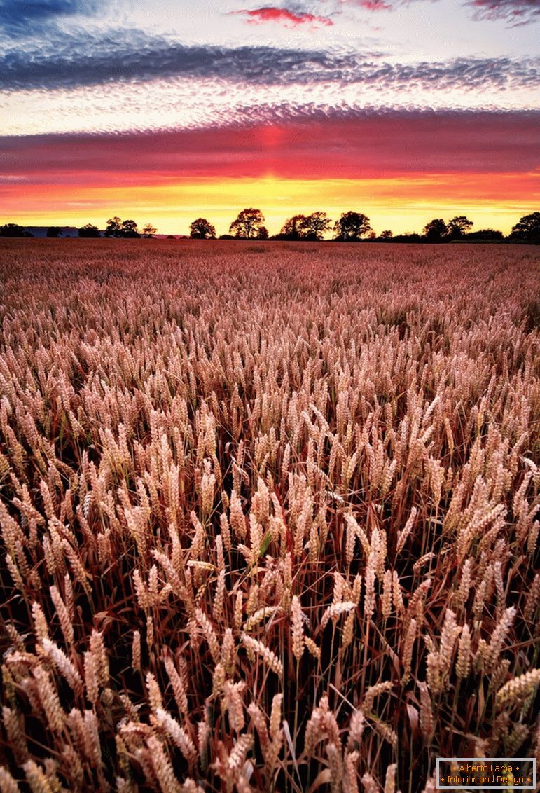 Sončni zahod na polju pšenice, fotograf Joe Daniel Price