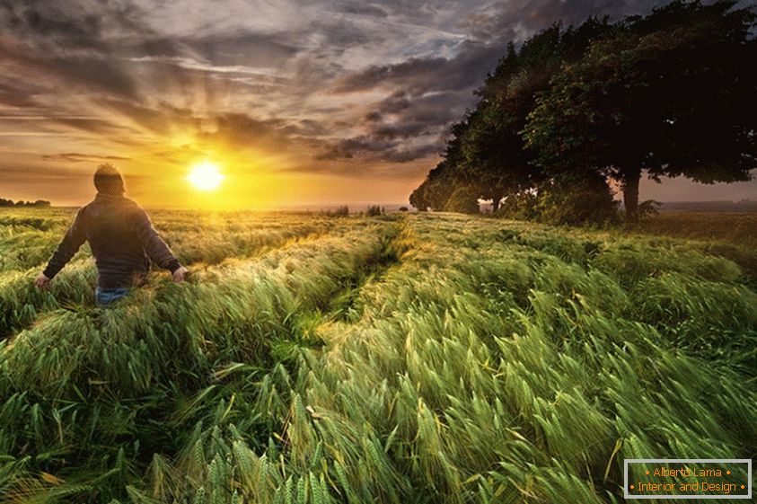 Človek na pšeničnem polju, fotograf Paul Wozniak