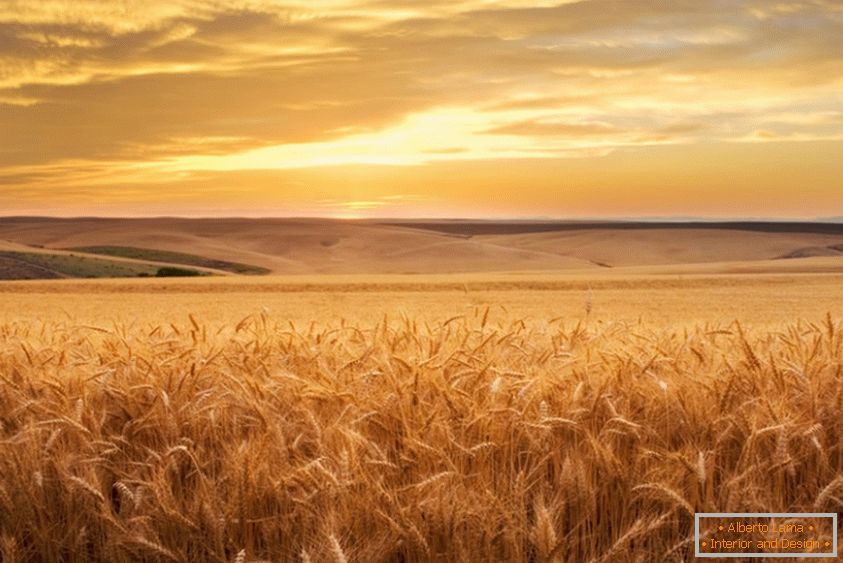 Zlato pšenično polje od fotografa Brenta Elsberrya