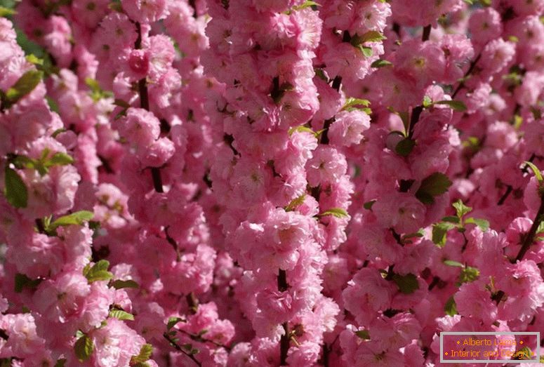 Grmovi mandlji se nanašajo na lepo cvetenje. Almond tri-lobed roza pena.
